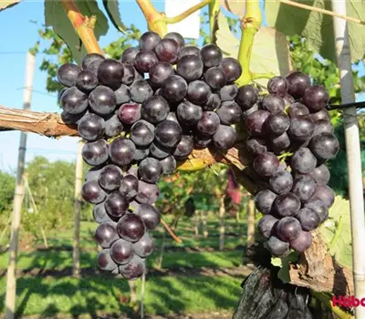 Vitis (Hybridrebe) 'New York Muskat'