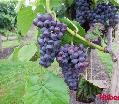 Vitis (Hybridrebe) 'Sweety'