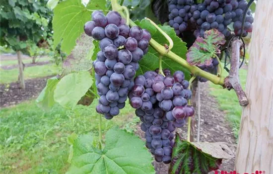 Vitis (Hybridrebe) 'Sweety'