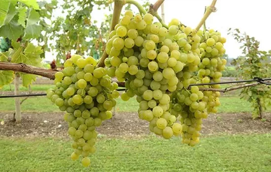 Vitis (Weinrebe) 'Birstaler Muscat'