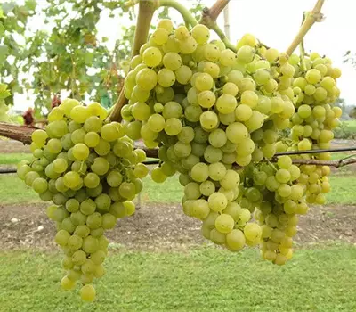 Vitis (Weinrebe) 'Birstaler Muscat'