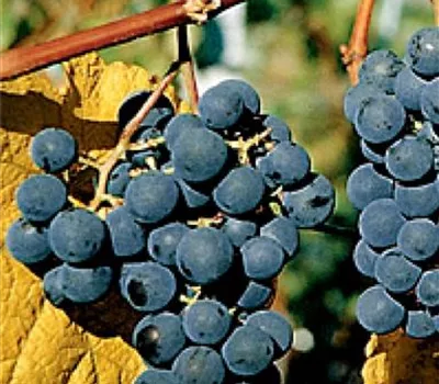 Vitis (Weinrebe) 'Buffalo'