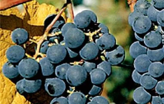 Vitis (Weinrebe) 'Buffalo'