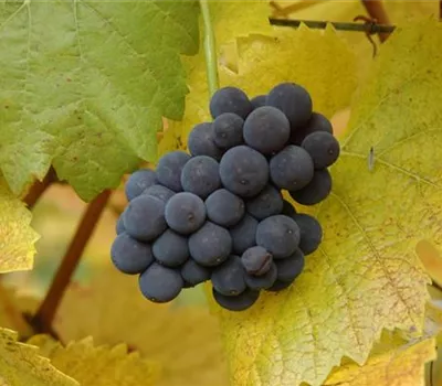 Vitis (Weinrebe) 'Muscat Bleu'