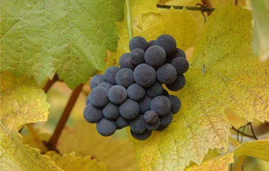 Vitis (Weinrebe) 'Muscat Bleu'