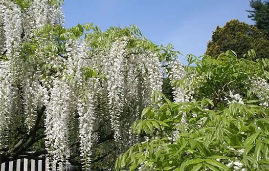 Wisteria floribunda 'Alba'