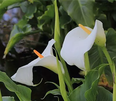 Zantedeschia aethiopica