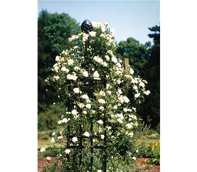 Obelisk I