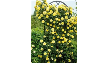 Classic Garden Elements