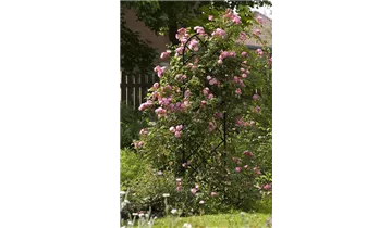 Classic Garden Elements