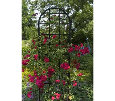 Rankgitter Burlington