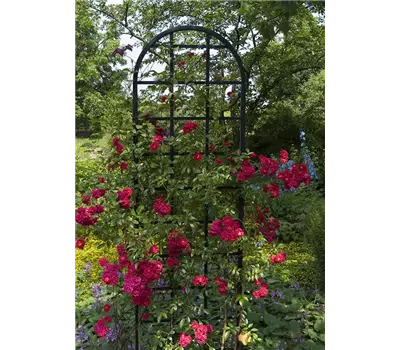 Rankgitter Burlington