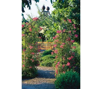 Rosenbogen Kiftsgate