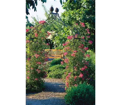 Rosenbogen Kiftsgate