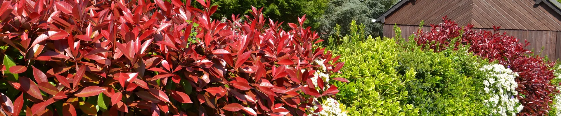 Pixabay - Hecke hedge-891354 Pixabay - Hecke hedge-891354