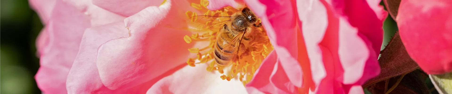 Biene in Rosenblüte