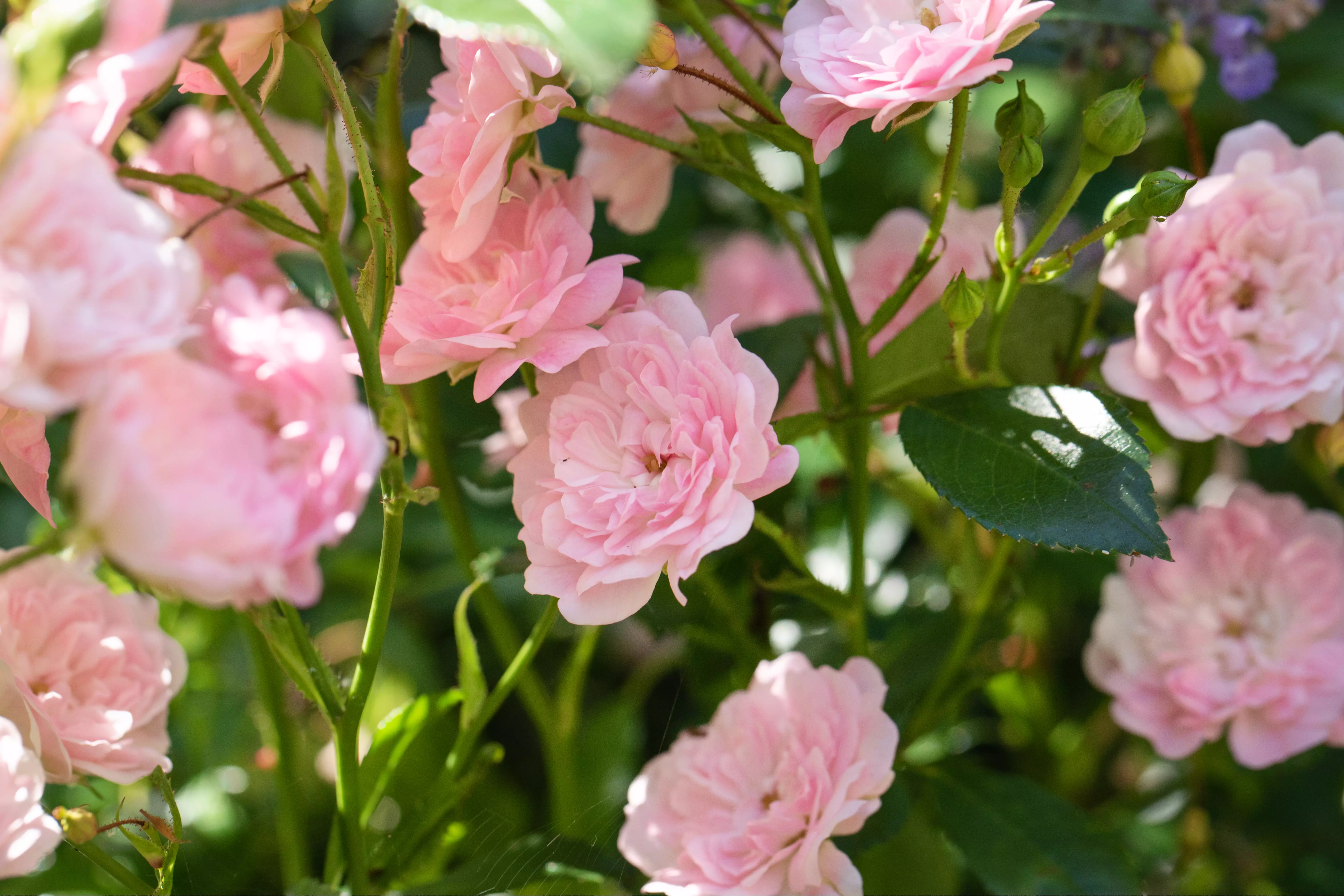 Rosa 'The Fairy'