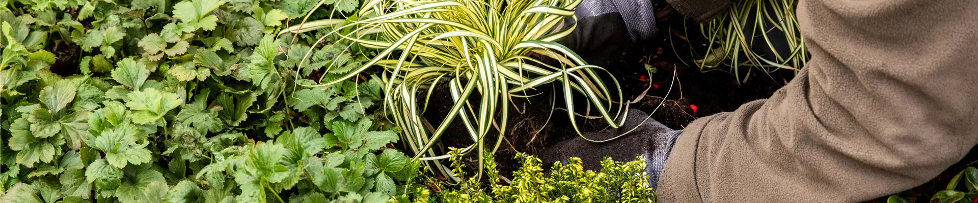 Grabgestaltung - Grab bepflanzen