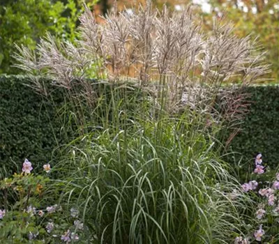 Miscanthus sinensis 'Silberspinne'