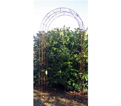 Rosenbogen Rosa rost