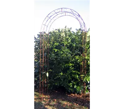 Rosenbogen Rosa rost