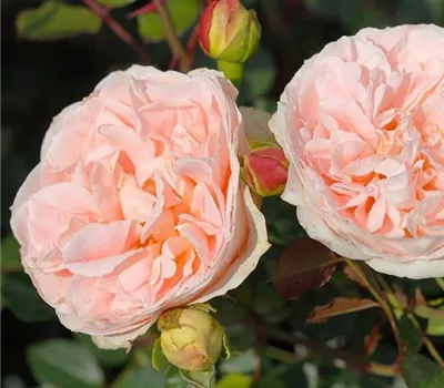 Rosa (Strauchrose) 'Matthias Claudius Rose'®