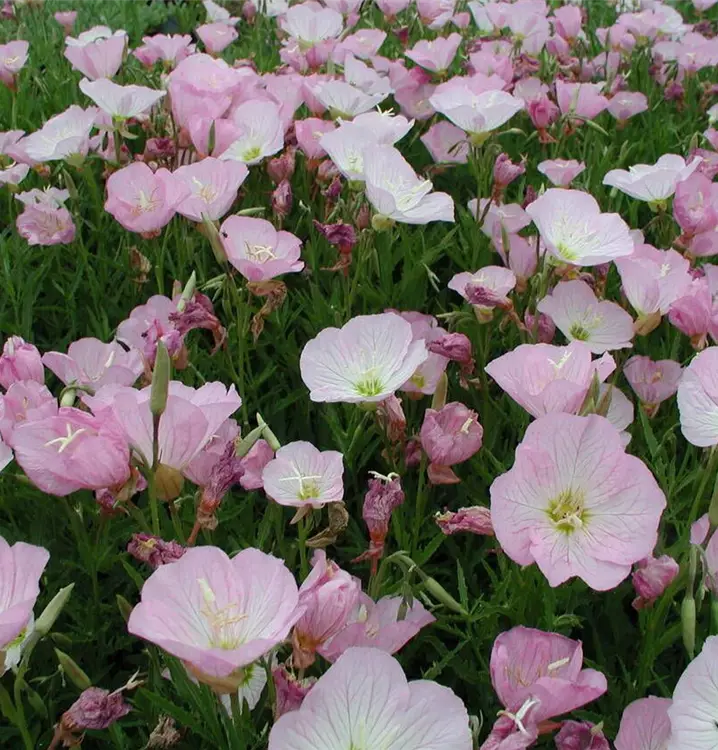 Oenothera speciosa var berlandieri 'Siskiyou Pink'