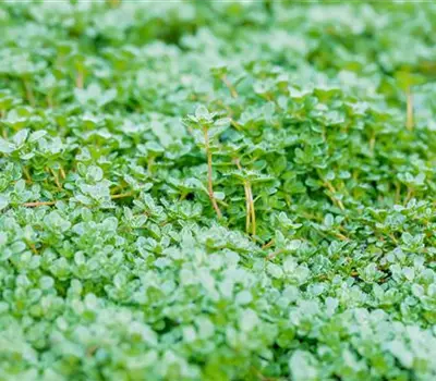 Thymus praecox 'Minor'