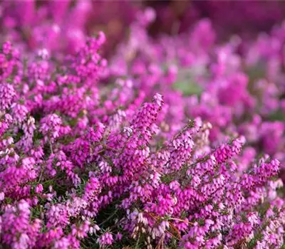 Erica carnea 'Rosalie'