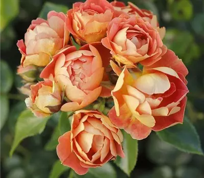 Rosa (Bodendeckerrose) 'Bienenweide® Mango'