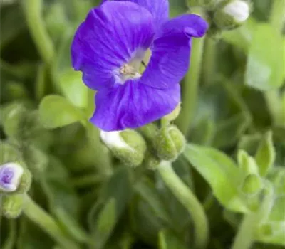 Aubrieta 'Blaumeise'
