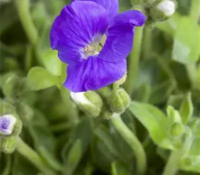 Aubrieta 'Blaumeise'