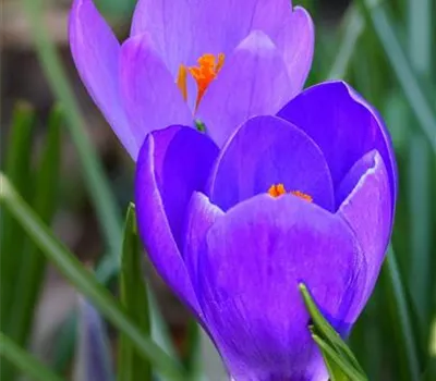 Crocus tommasinianus 'Barr's Purple'