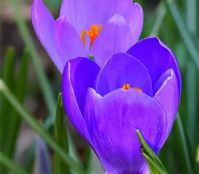 Crocus tommasinianus 'Barr's Purple'