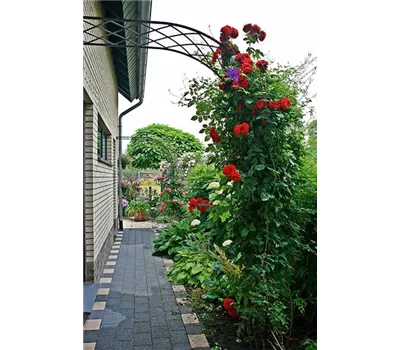 Rosenhalbbogen Bagatelle