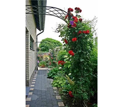 Rosenhalbbogen Bagatelle