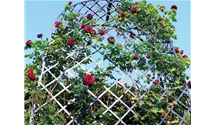 Classic Garden Elements