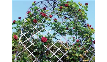 Classic Garden Elements