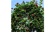 Classic Garden Elements