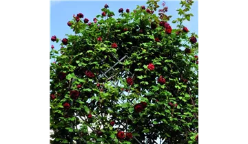Classic Garden Elements