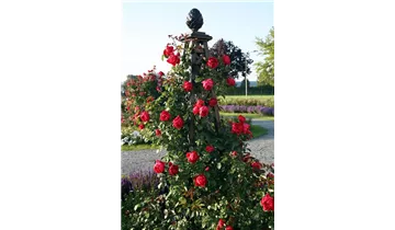 Classic Garden Elements