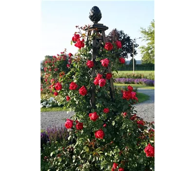 Rosenpyramide Malmaison