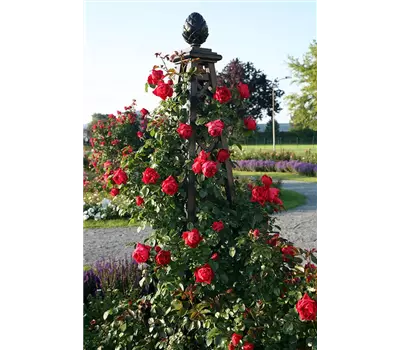 Rosenpyramide Malmaison