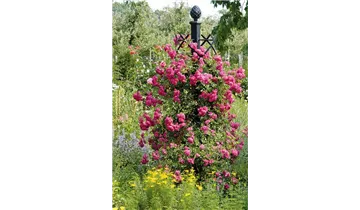 Classic Garden Elements
