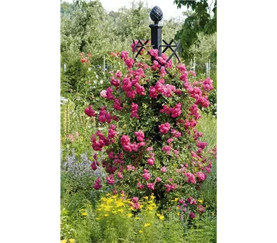 Rosensäule Charleston