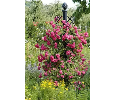 Rosensäule Charleston