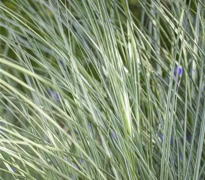 Miscanthus sinensis 'Morning Light'