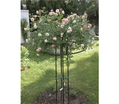 Rosenschirm Giverny