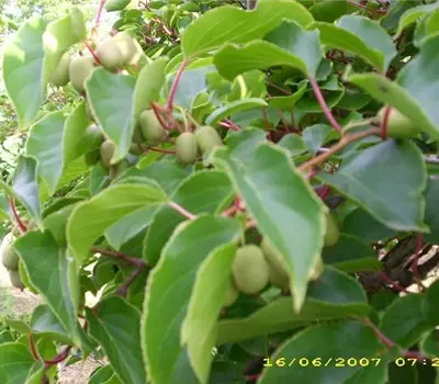 Actinidia arguta