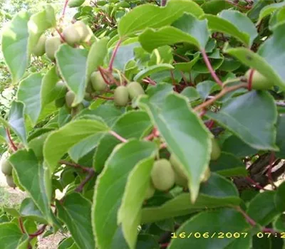 Actinidia arguta